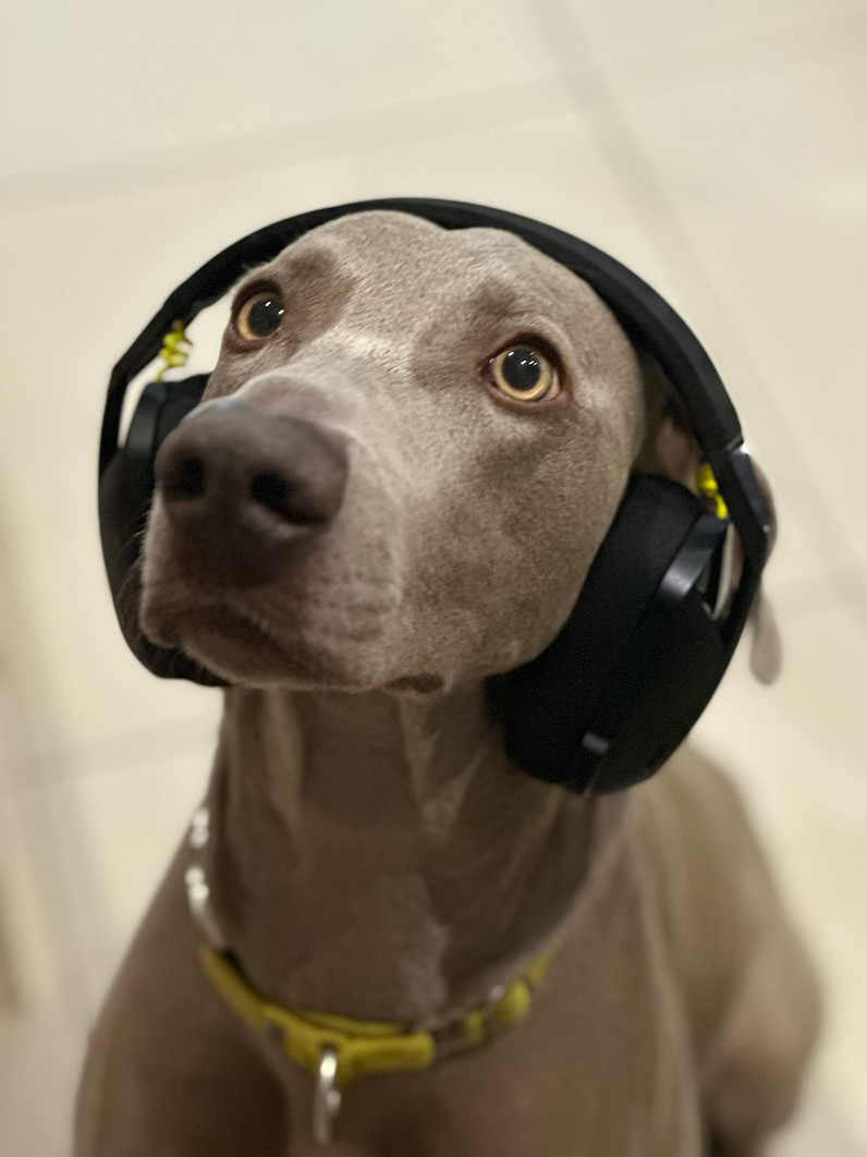 Giallo wearing headphones